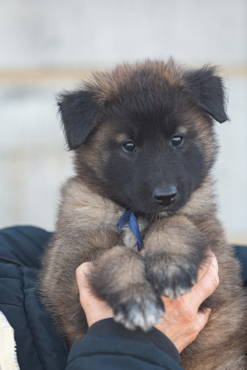 reutje blauw reutje blauw